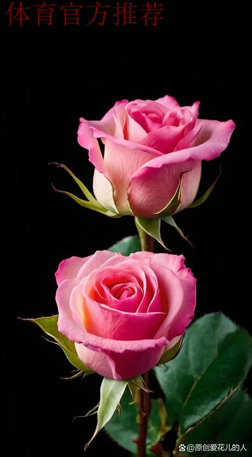 请听，玫瑰在绽放；请待，玫瑰再绽放！